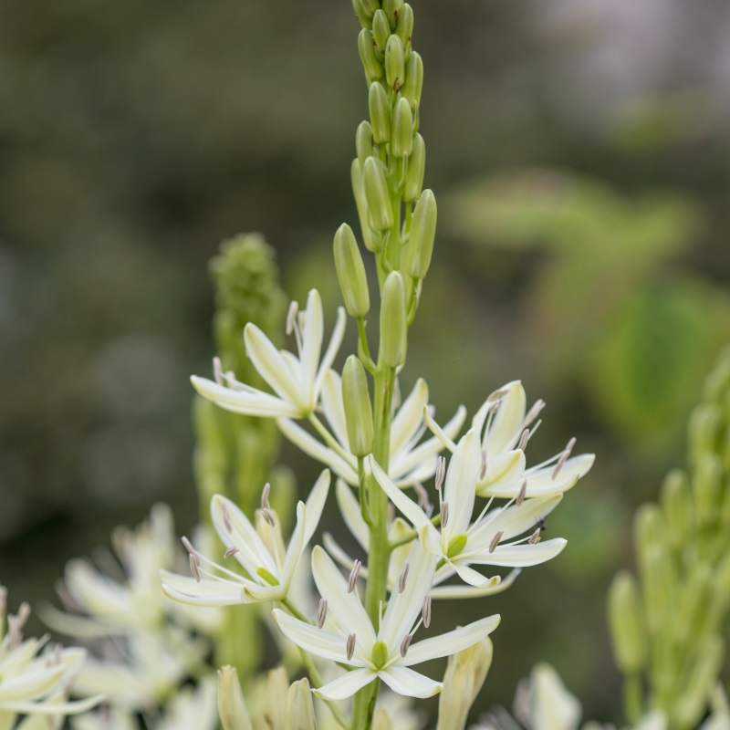 camassia_leichtlinii_alba_dsc3482