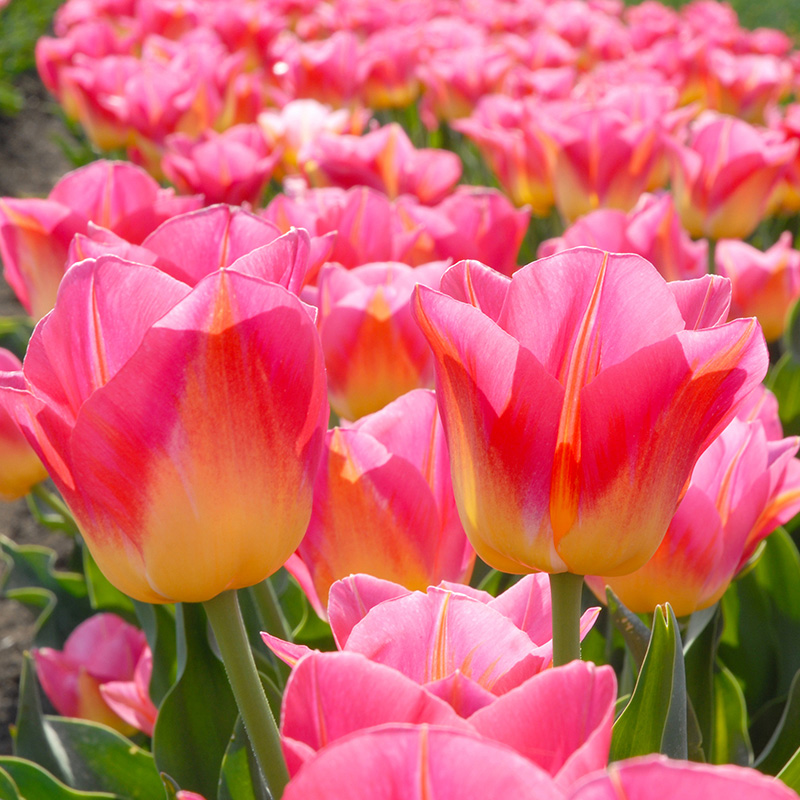 Tulip Tom Pouce®