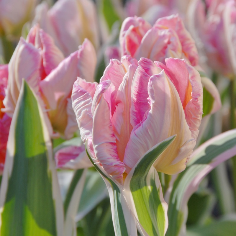 Tulip Elsenburg