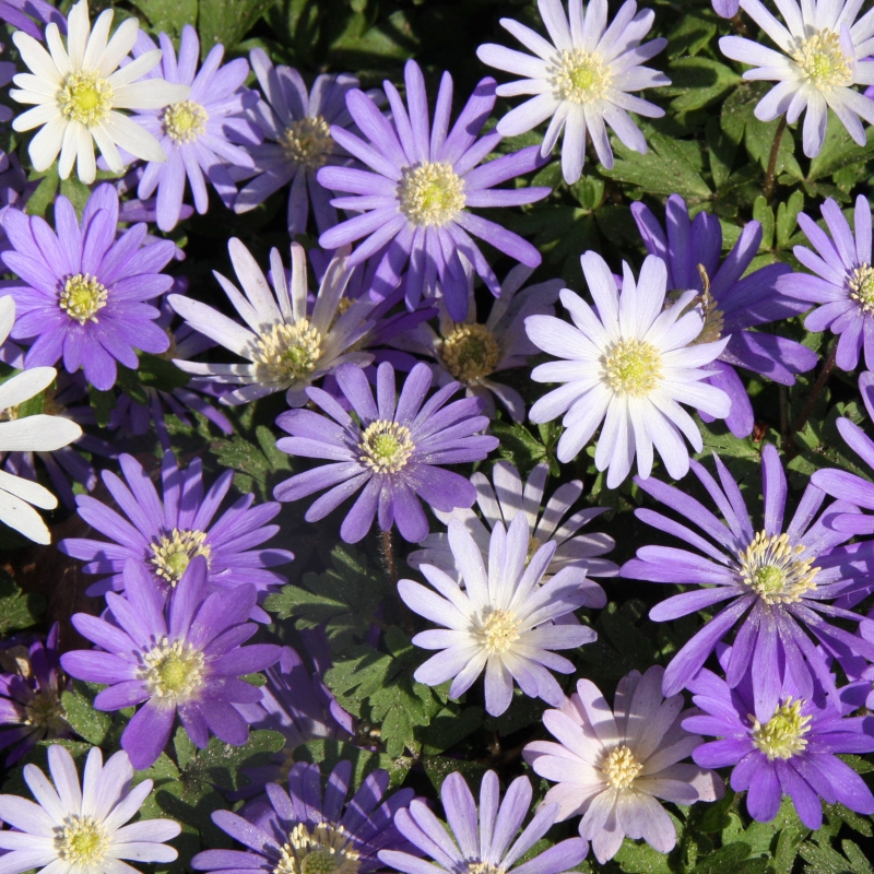 Anemone blanda mix