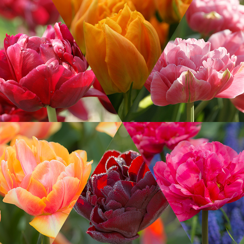 1195-Dubbele-Tulpen-Collectie Double Tulip Bulb Collection