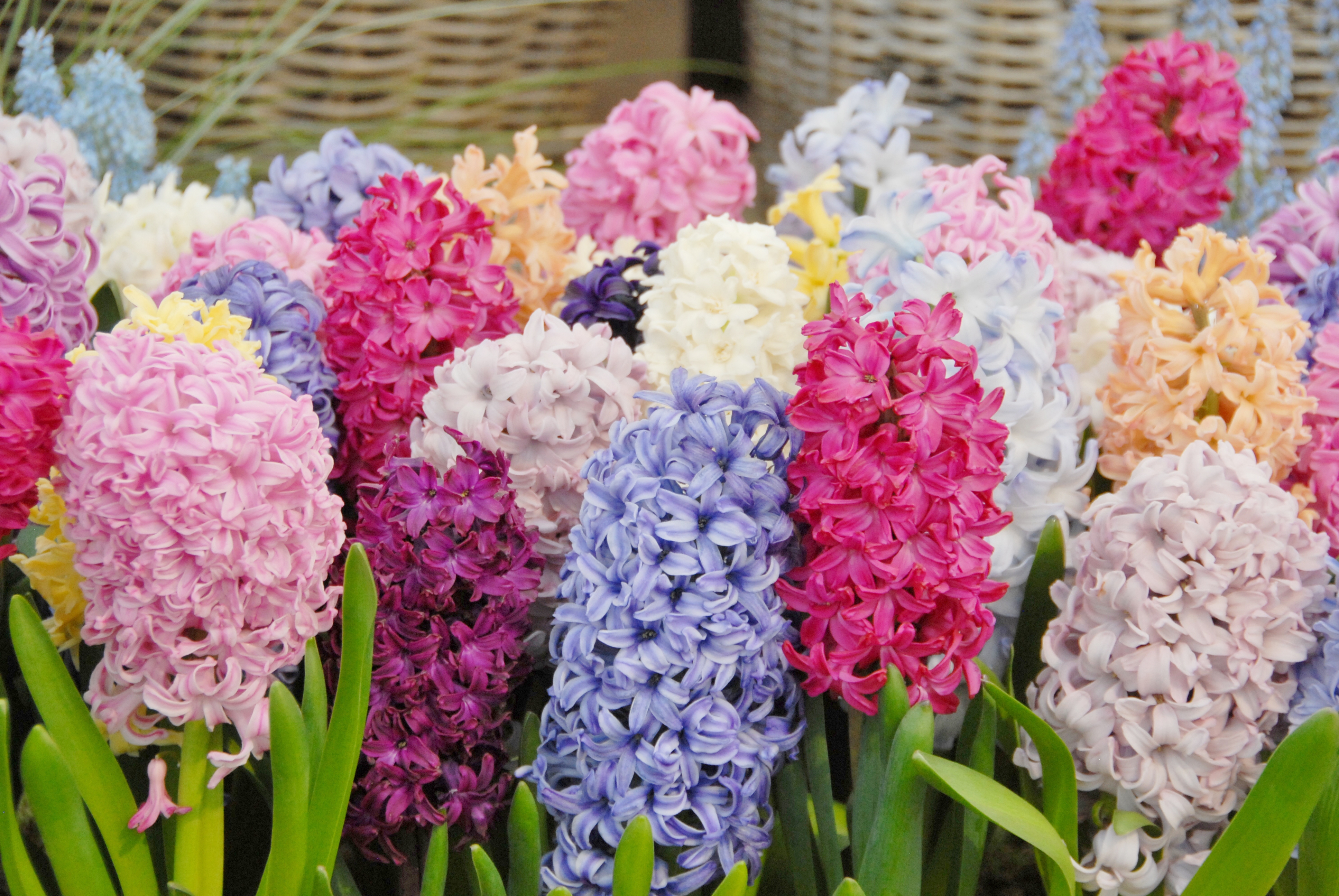 hyacinthus_mix_1