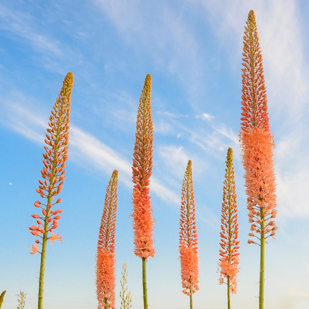 Eremurus Cleopatra