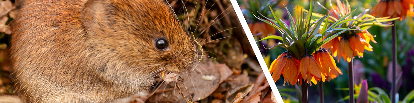 Fritillaria: Gentle home remedy to drive away voles and moles