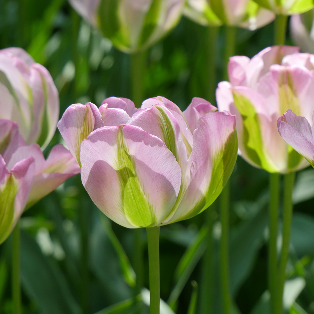 Tulip Groenland