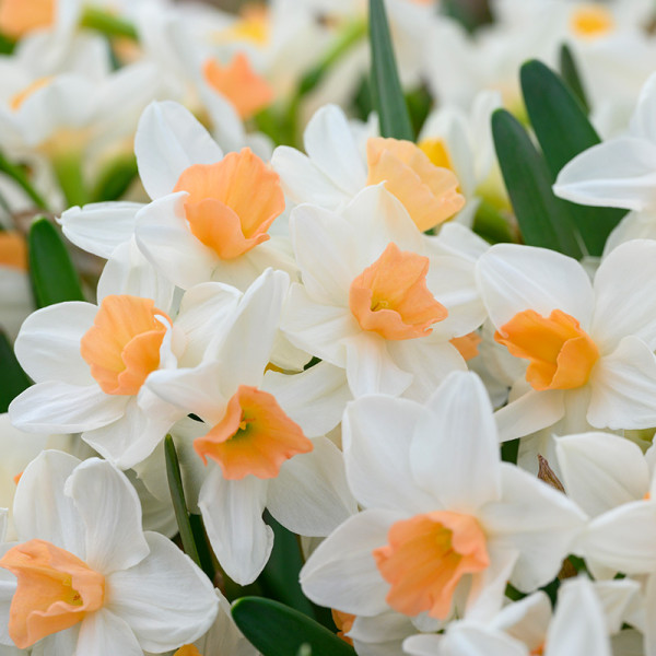 Daffodil Kapiti Peach®
