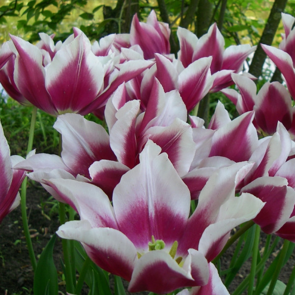 Tulip Ballade