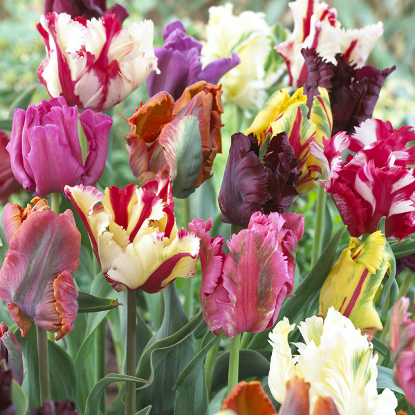 Parrot Tulip Bulb Collection