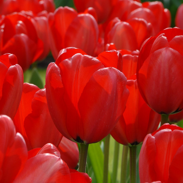 XL-Pack Tulip Red Impression®