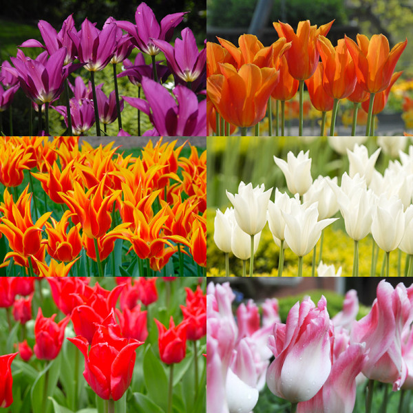 Lily Flowering Tulip Bulb Collection