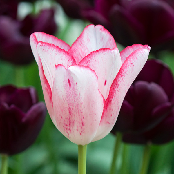 Tulip Beauty Trend®