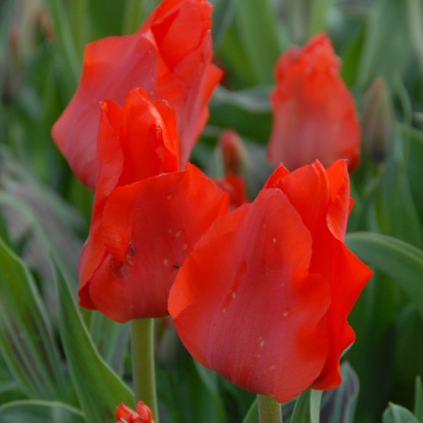Tulip Red Riding Hood