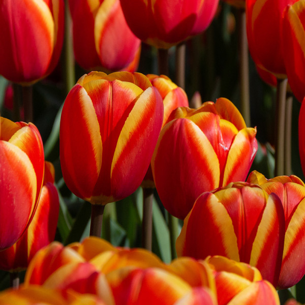 Tulip World's Favourite