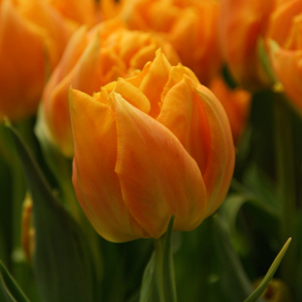 Tulip Orca®