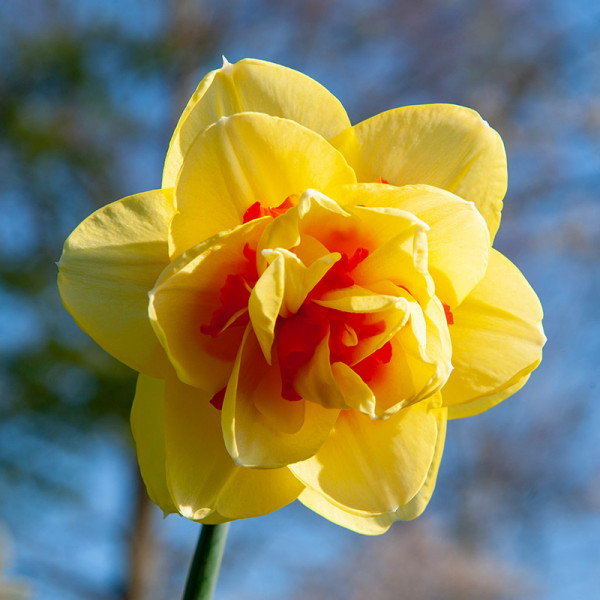Daffodil Tahiti