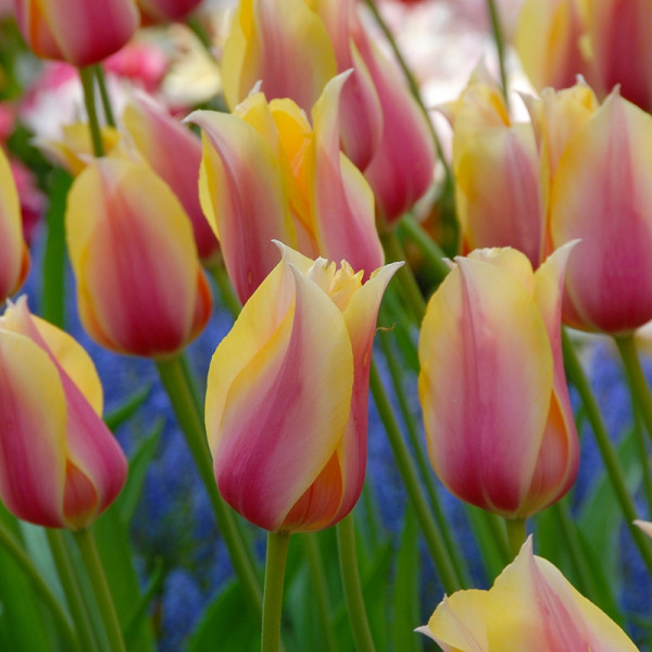 Tulip Blushing Lady