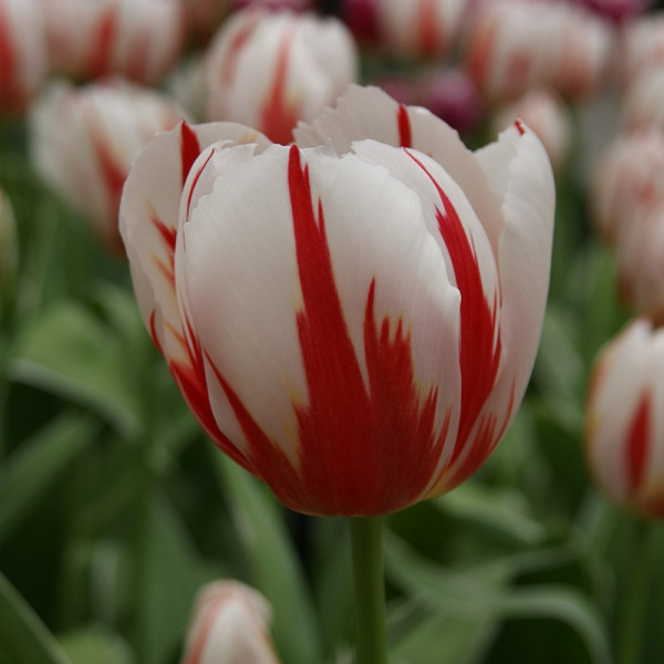 Tulip Happy Generation®