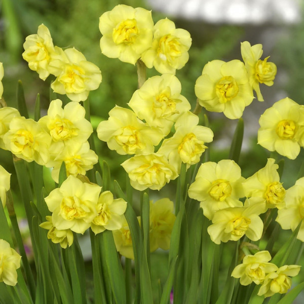 Daffodil Yellow Cheerfullness