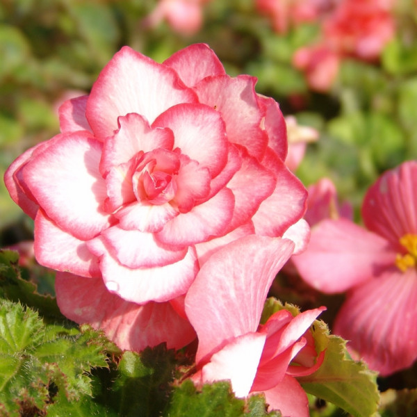 Begonia Bouton de Rose