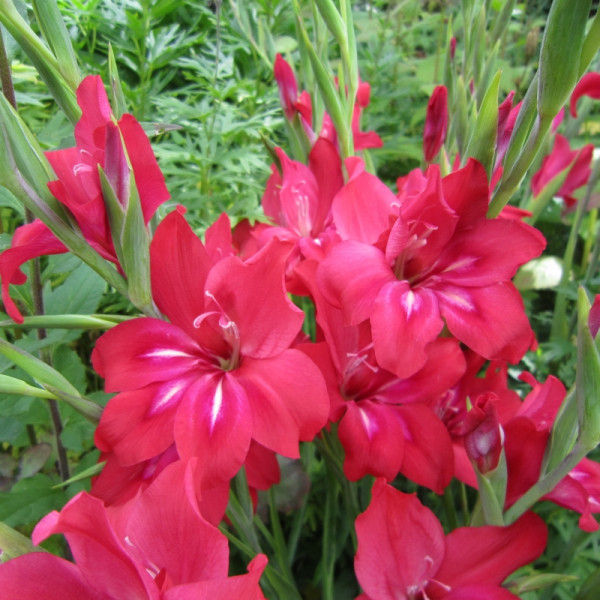 Gladiolus Robinetta