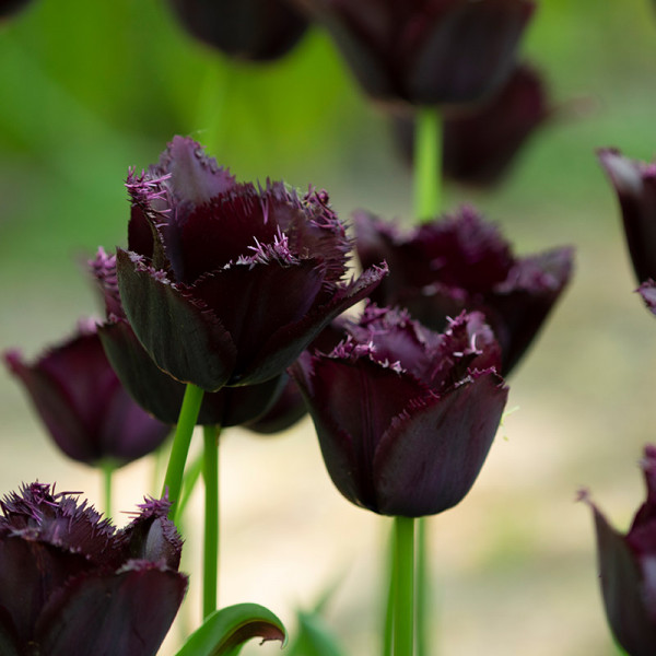Tulip Fringed Black