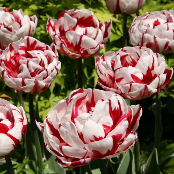 Tulip Carnaval de Nice