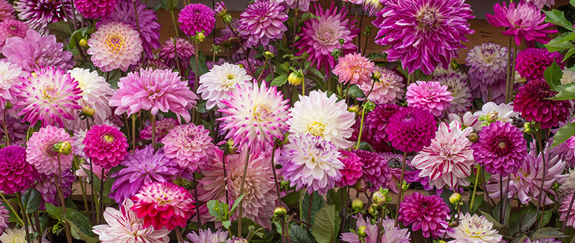 Summer Flowering Collections