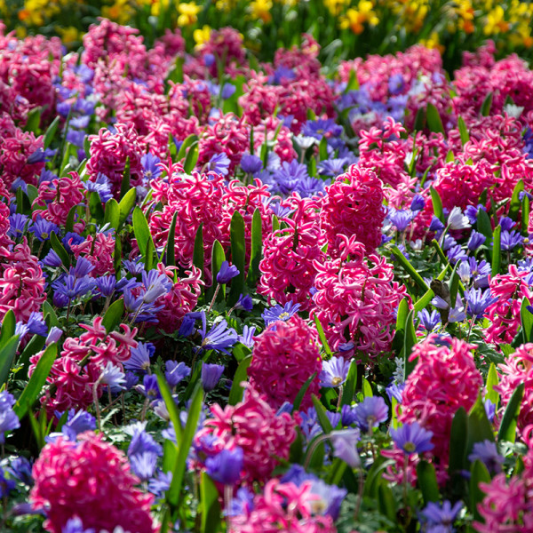 Spring bulb Collection "Pink Sky"