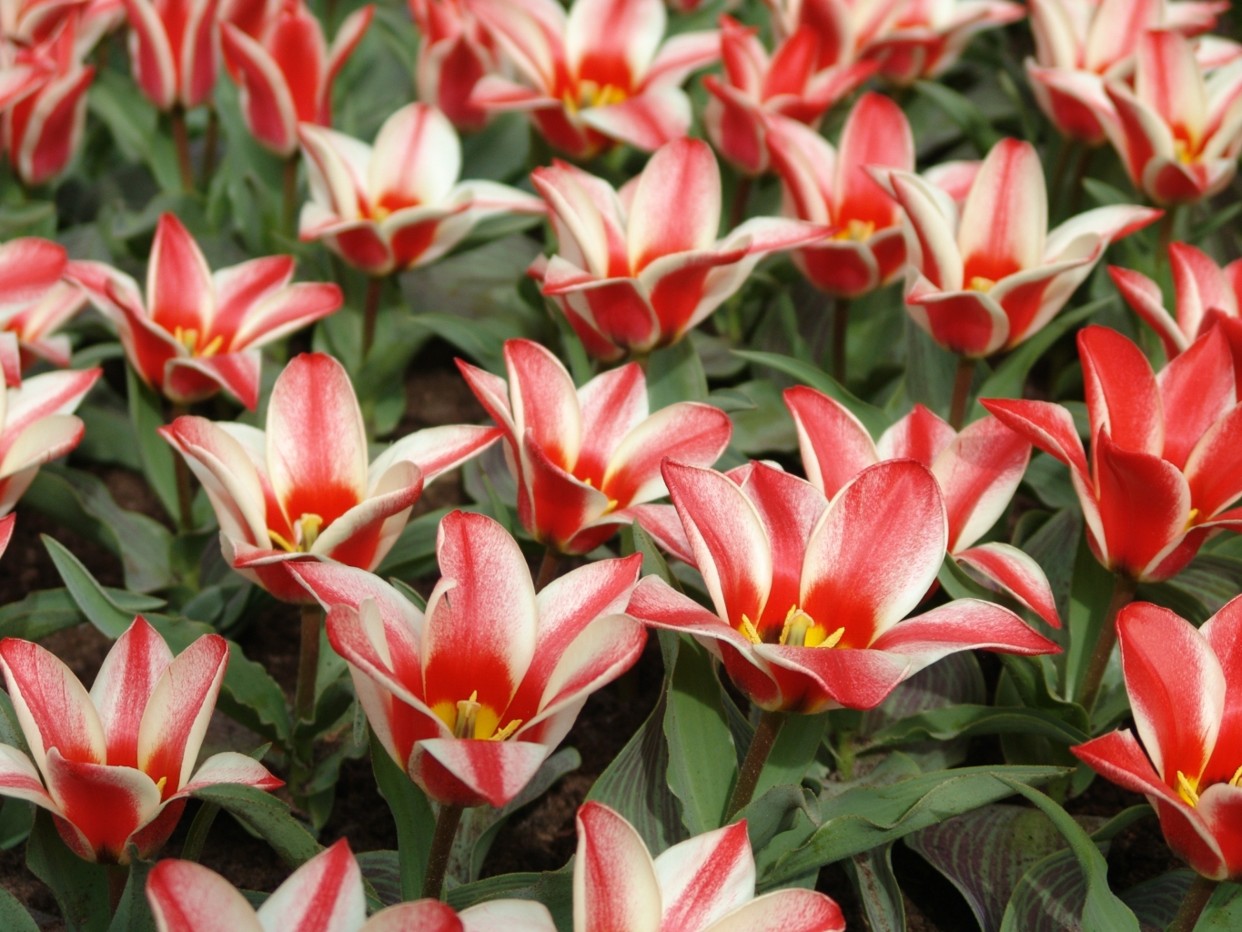 Tulip Pinocchio | Tulips | Spring flowering bulbs | QFB Gardening
