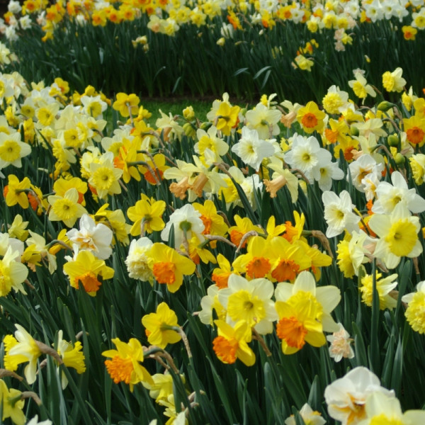 Daffodil Large Cupped mix