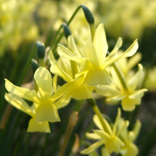 Daffodil Hawera