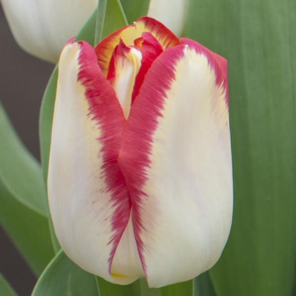 Tulip Aquarel
