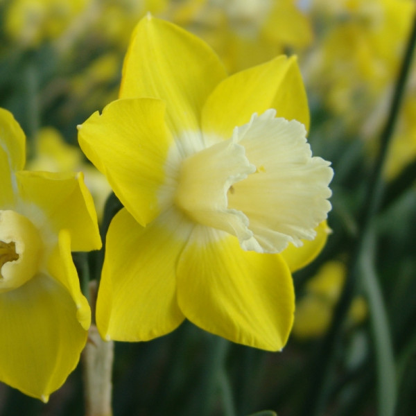 Daffodil Pipit